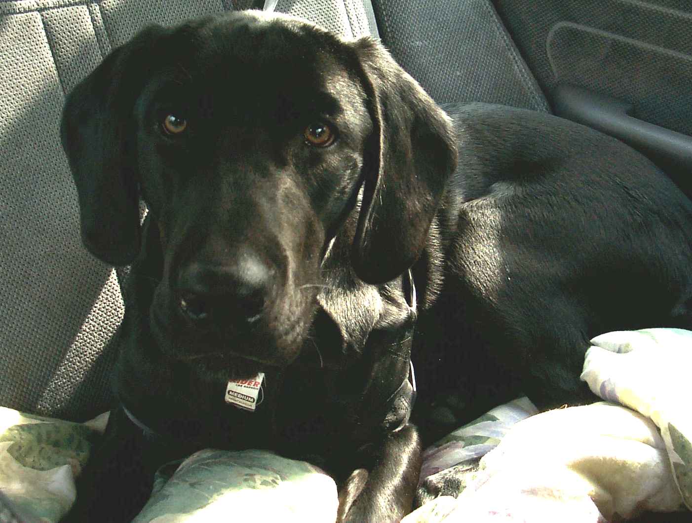 BackSeatBoxer