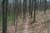 trail11